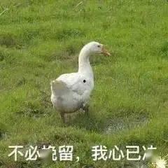 抖音网红大鹅 热门大瓜有哪些,揭秘热门大瓜背后的故事