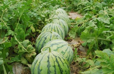 今日吃瓜热门大瓜必看大瓜网红 网红大瓜搜索,网红大瓜盘点，揭秘网红圈最新动态